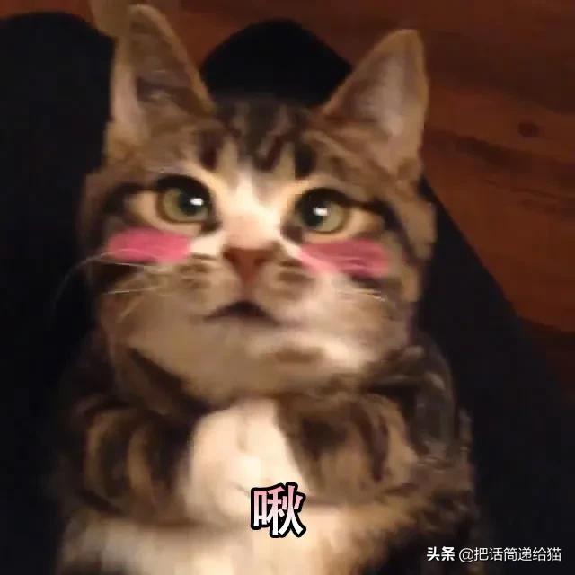 猫兄妹可爱视频,矮脚猫兄妹