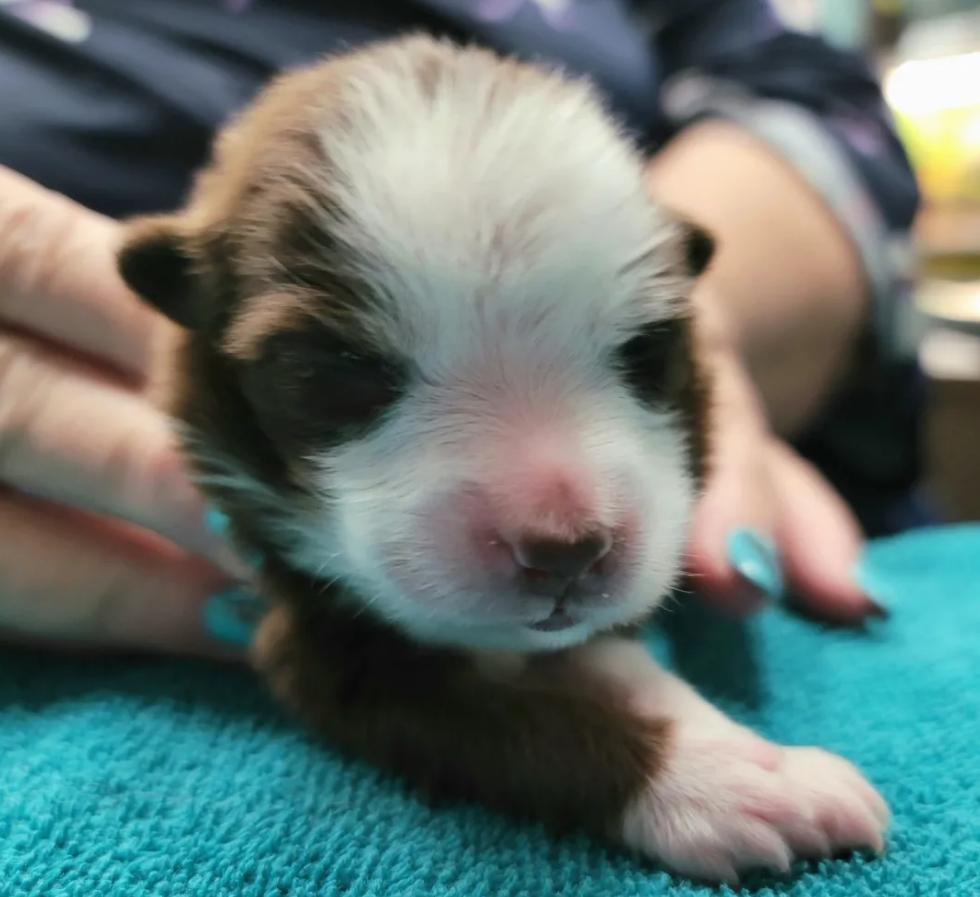 刚出生的小狗有只手畸形,小狗一出生就有六条腿两个尾巴