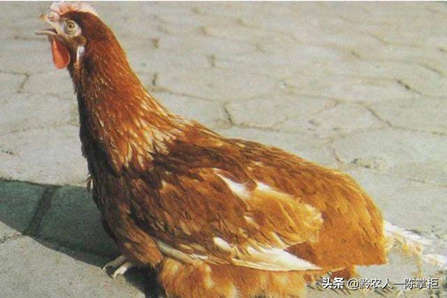 养鸡行业的风险及措施,养鸡十大风险
