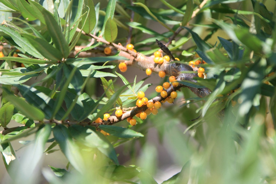 米亚罗-大美理礼县