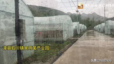 短视频|【决战决胜脱贫攻坚】漳县:小木耳化身致富“金耳朵”