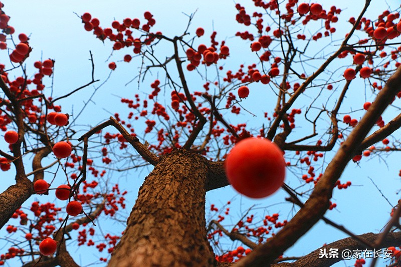 秋天家门口的柿子美景图,秋天的柿子是思乡的柿子