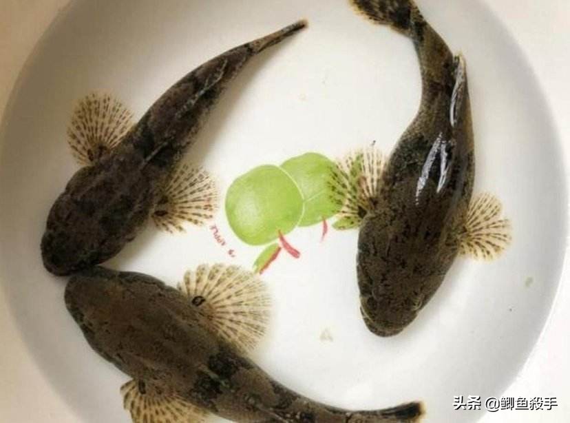 烂大街的“呆子鱼”,如何成为“餐桌”香饽饽,且价格不菲