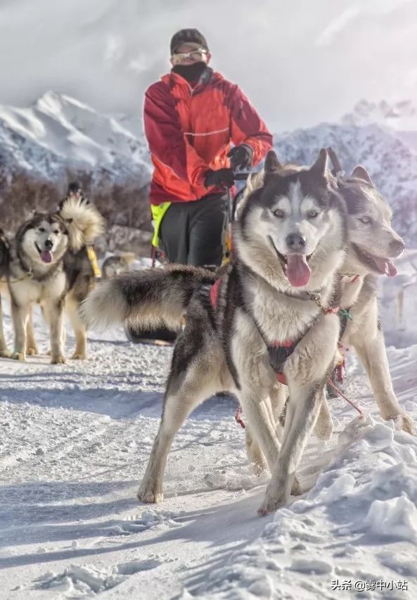 最便宜阿拉斯加多少钱,最便宜又大的阿拉斯加
