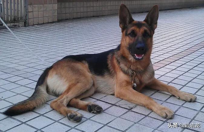 德国牧羊犬繁育训练基地,德国牧羊犬的生活习性有哪些