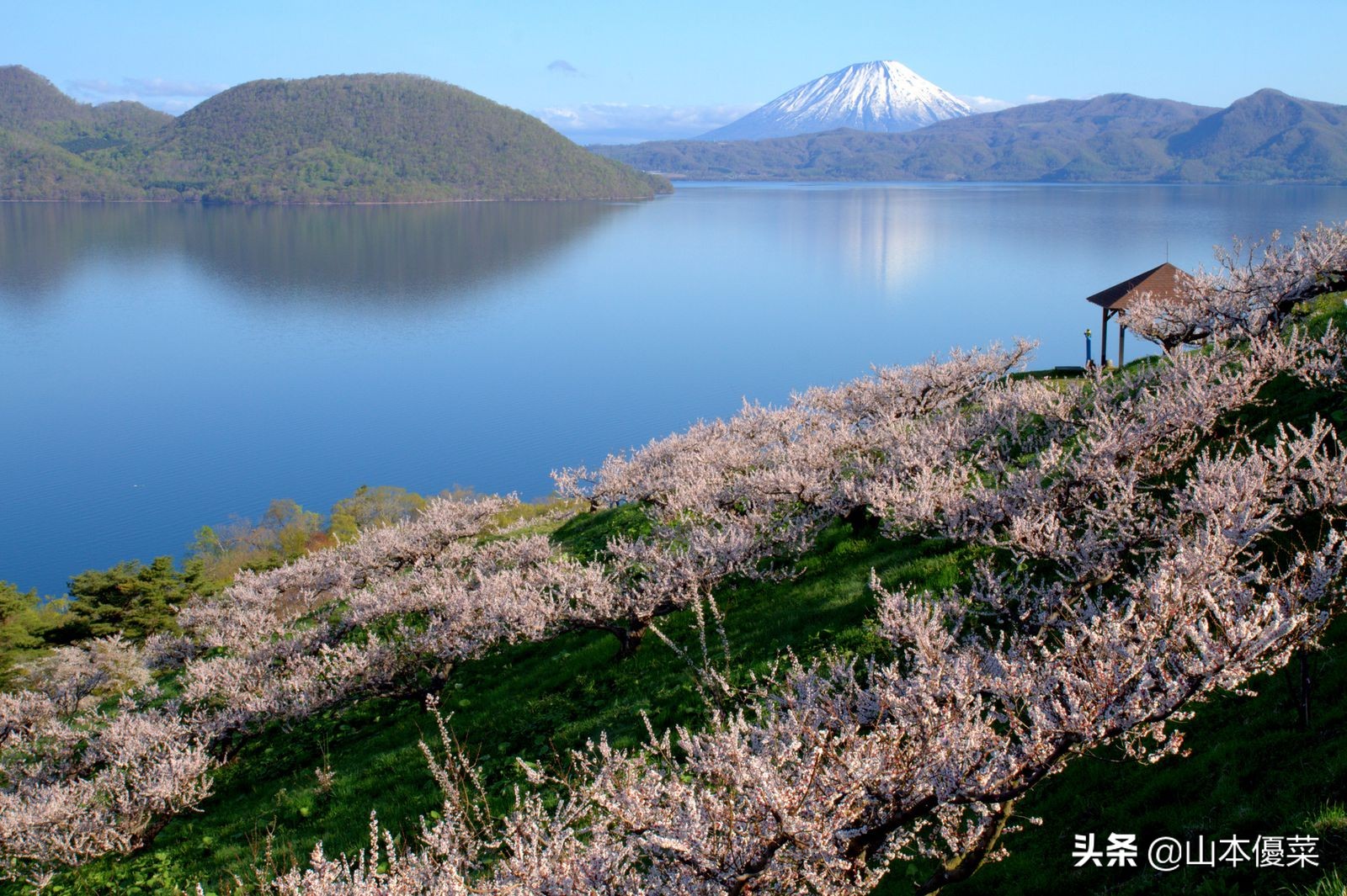 不先一步感受春天的到来吗日本全国华丽的梅花名胜