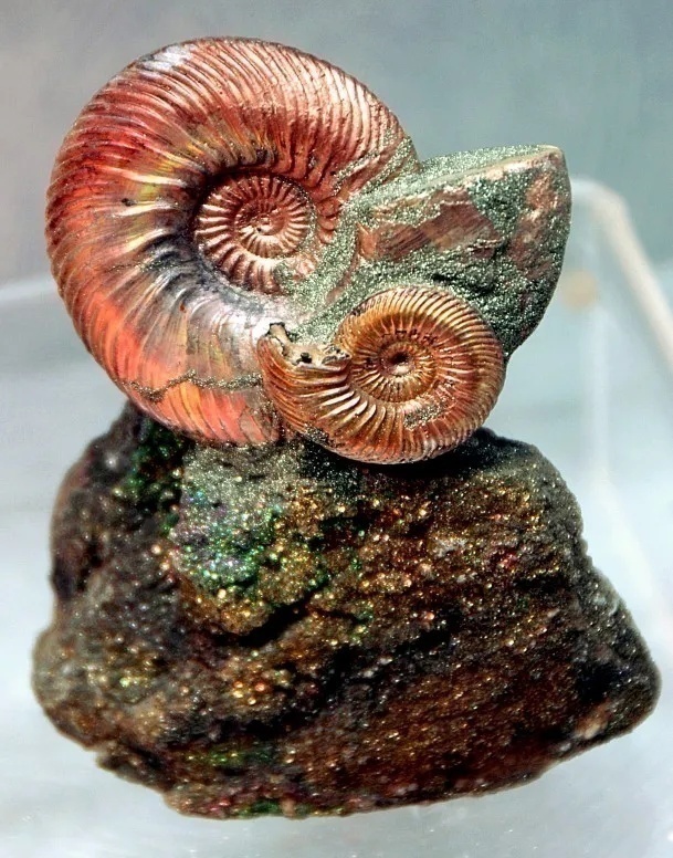 赛先生访谈,赛先生美国