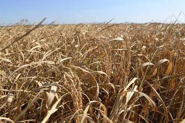 乡村振兴水稻春耕,乡村振兴春耕农忙