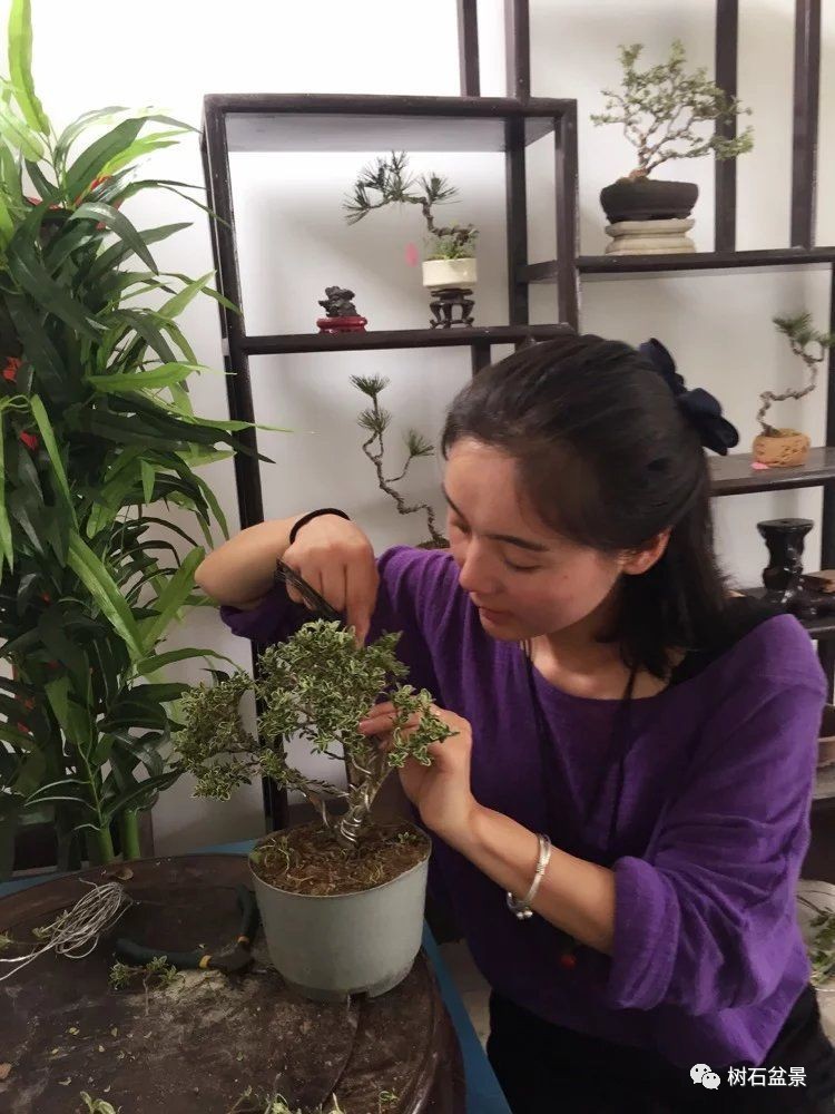 杨派盆景传承人,杨派盆景非遗传承人