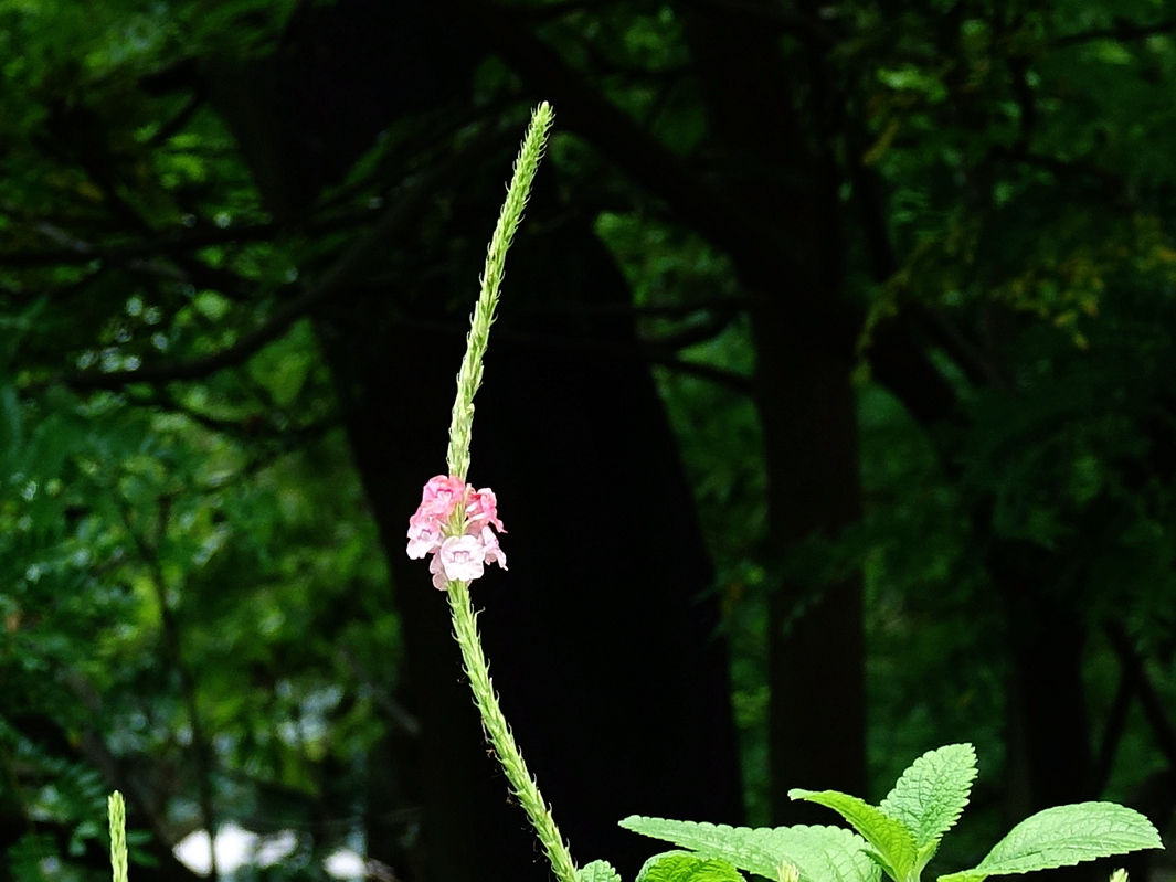 花木春秋66:假马鞭,花序类似马鞭草,一百多年前流窜到香港