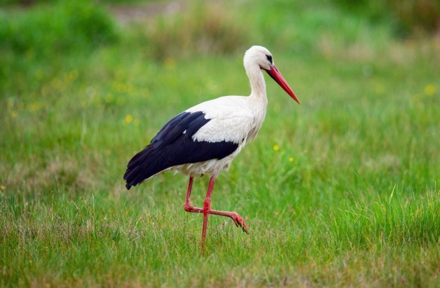 鸟的听觉比人好吗,鸟的嗅觉是人的多少倍
