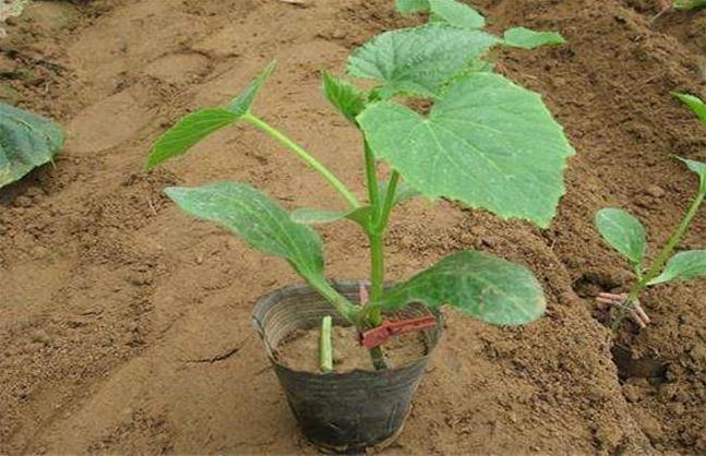 黄瓜育苗子叶发黄怎么回事,黄瓜嫁接后三天接穗蔫了怎么办