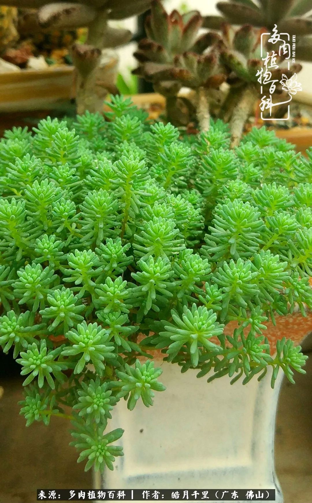 多肉娇气养不活多肉的10个秘密,养多肉是件很治愈的事情