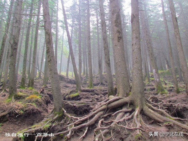 宁武芦芽山悬崖栈道,太原出发芦芽山马仑草原自驾路线