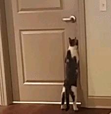 如何制止猫咪六七点叫,如何拒绝猫咪叫醒