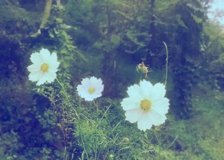 王正龙中医讲座视频,王正龙中医著作