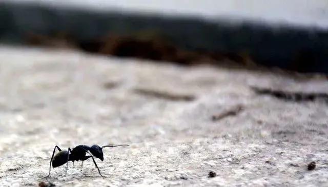 蚂蚁用什么药能快速消灭,蚂蚁怎么消灭最快方法实测