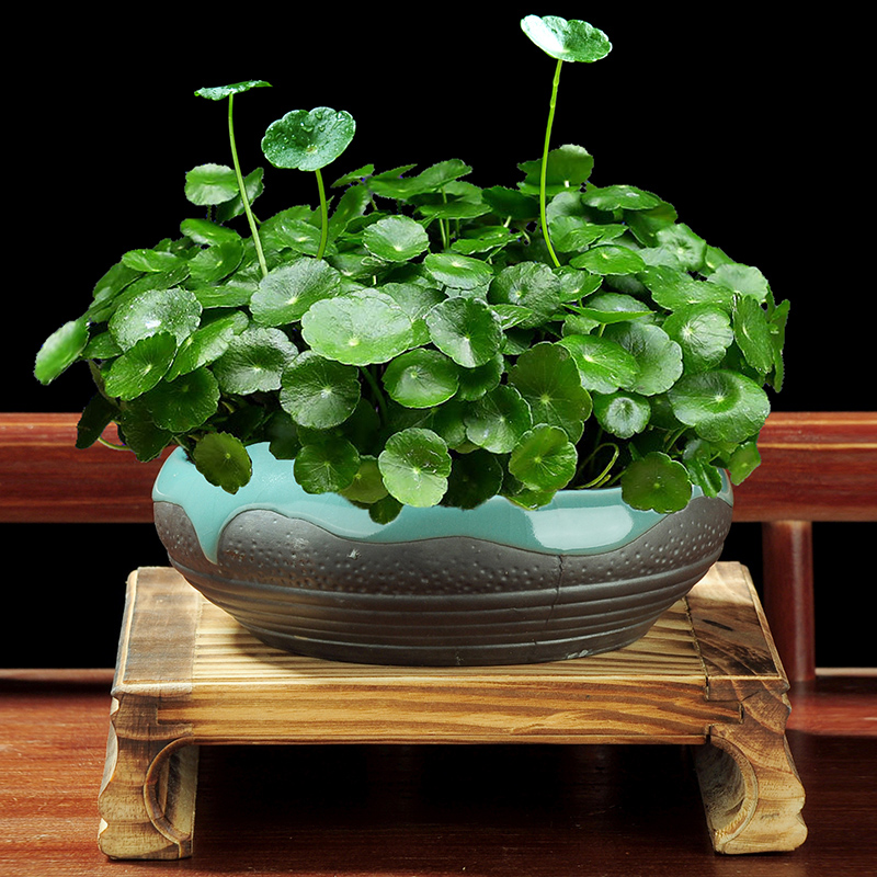 100种绿植大全,50种盆栽绿植花卉大全