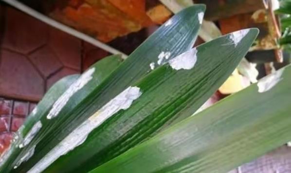 君子兰怎么养最好看看专家怎么说,最贵君子兰9999万图片