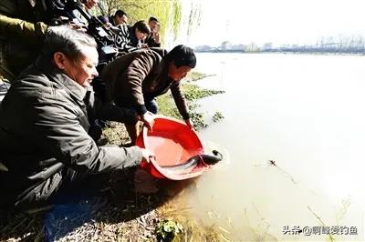 价值6.5万的河鳗，他却选择放生！同为鳗鱼，河鳗为何如此昂贵