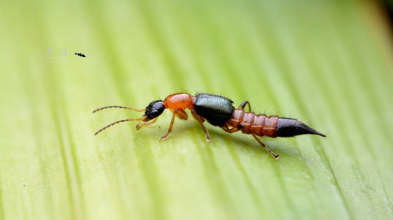 40岁女人脸被隐翅虫烧伤毁容吗,隐翅虫碰到脸上了是不是会毁容