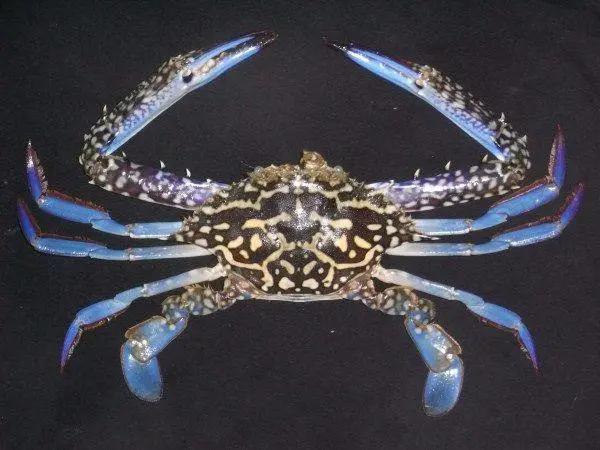 好好的螃蟹，为什么不横着走？来了解一下螃蟹界的“美味”成员