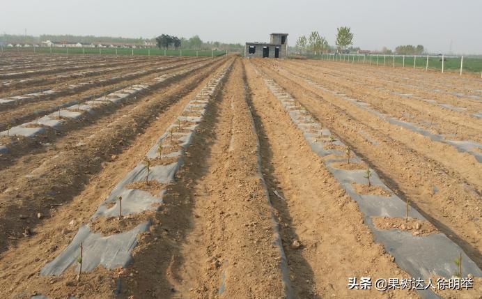 想要果树长好怎么管理,修剪时如何区分桃树的果芽和叶芽