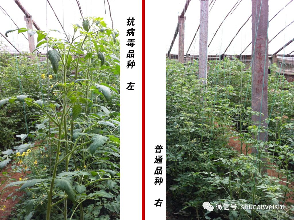 番茄黄头病的治疗方法,番茄黄头最好的治疗方法