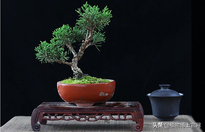 如何让真柏快速爆球,如何让真柏长得粗壮