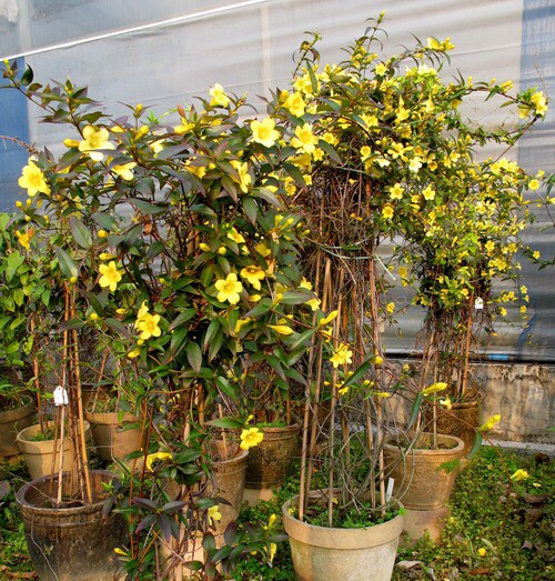 养茉莉花浇水施肥技巧,养茉莉花技巧室内