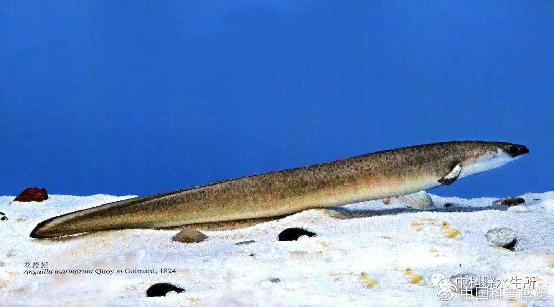 生活在长江的特有珍稀动物是什么,什么珍稀动物是长江特有的