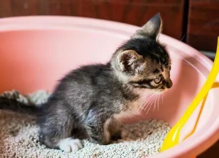 傲娇的小猫咪怎么训,桀骜不驯的猫怎么驯服