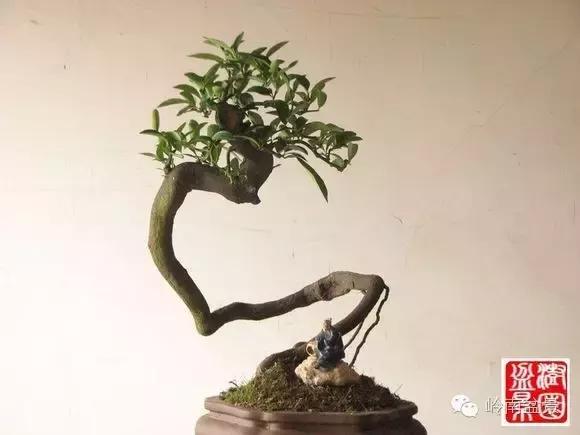 高桩金豆盆景大全,金豆双杆文人盆景欣赏