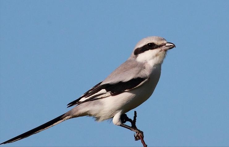 东江揽胜,惠州淡水常见鸟类图谱