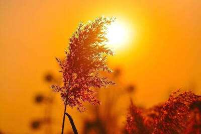 枫醉秋色叶叶红，又“为问东风吹老，几度枫江兰径，千里转平芜”