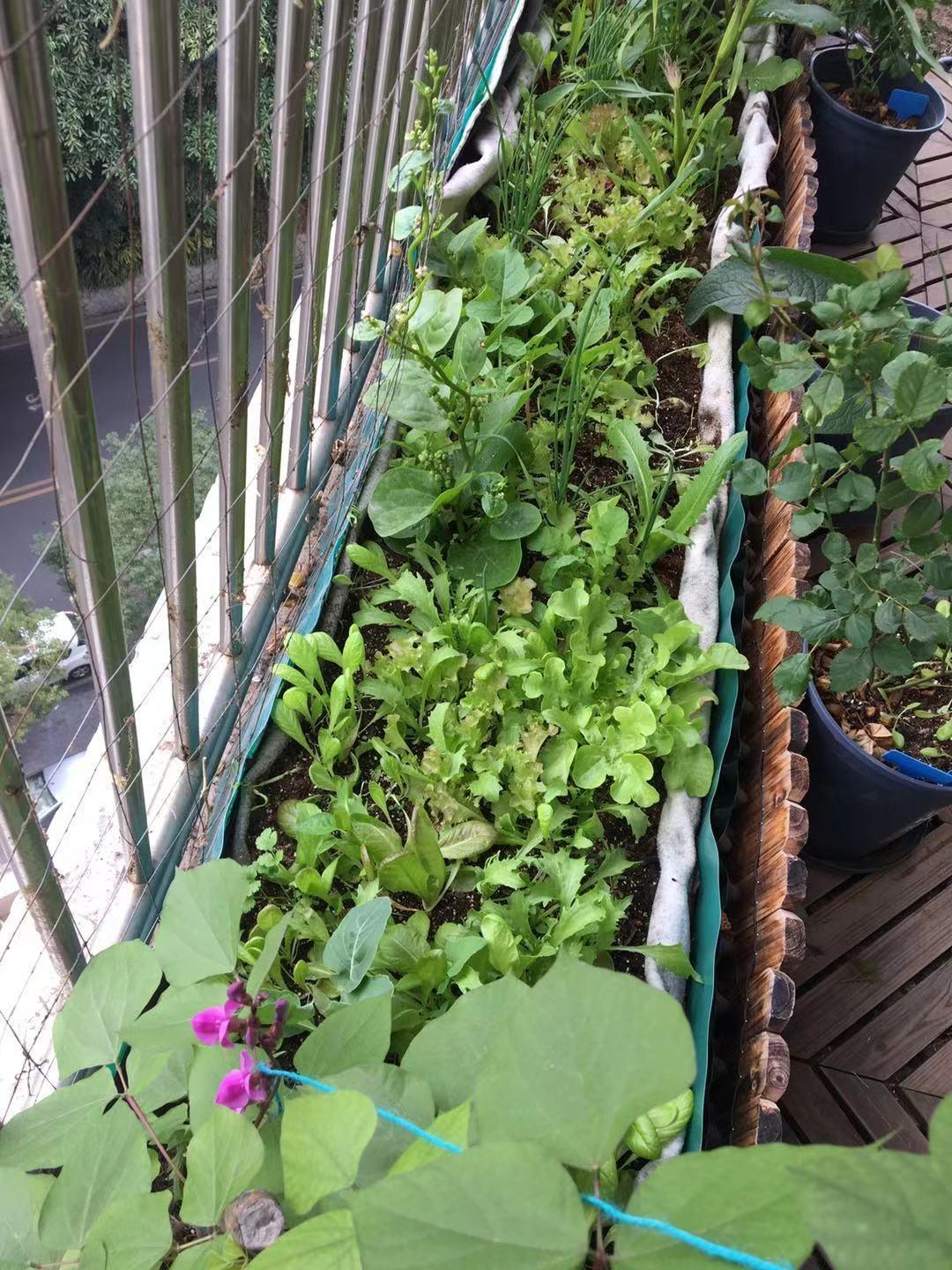 菜地除虫小妙招,菜园灭杀蜗牛鼻涕虫的小妙招