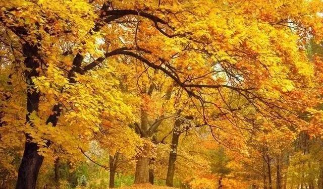 苗木种类名称大全,绿化中的苗木代号