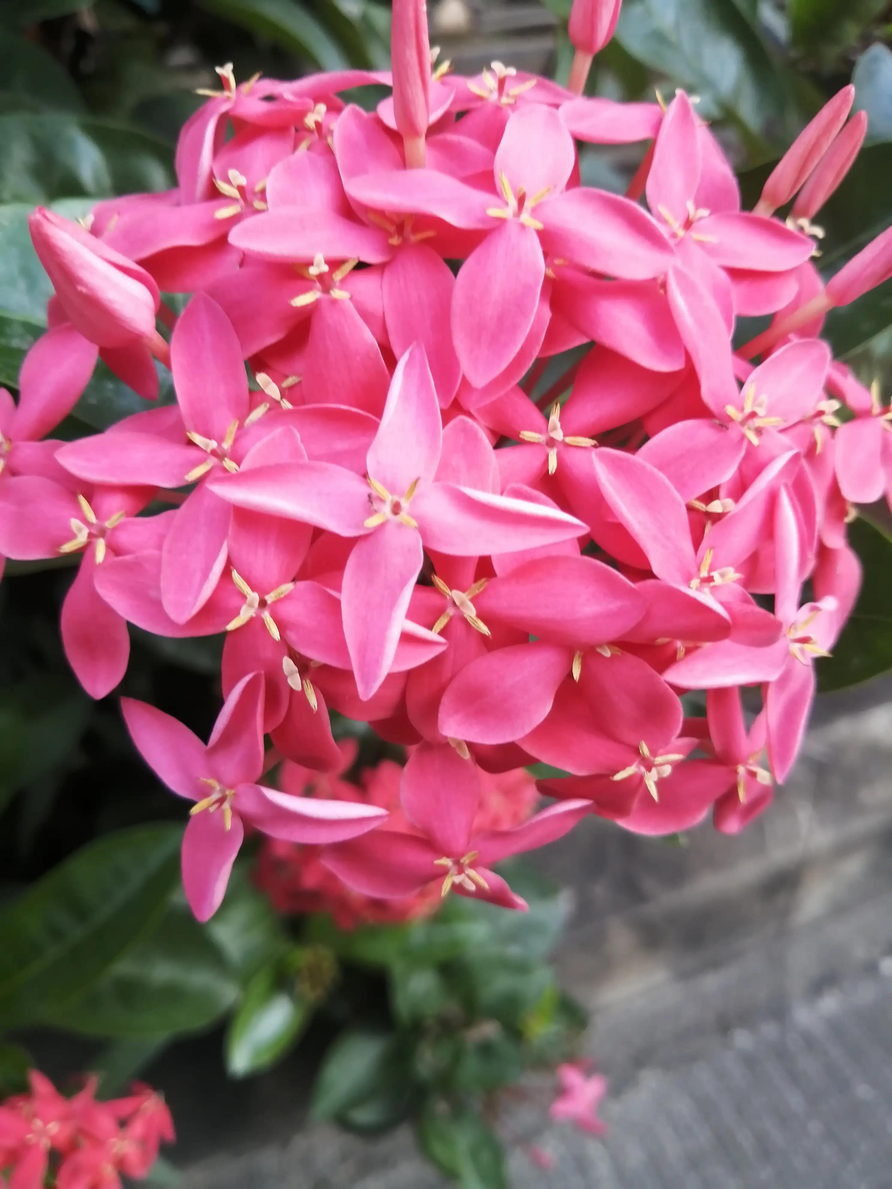 红色是中国人最崇尚的颜色吗,国人为啥那么迷恋红色