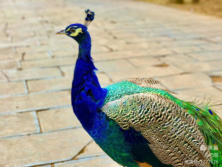 洛阳市宜阳凤凰岭射箭,宜阳县凤凰岭体育基地