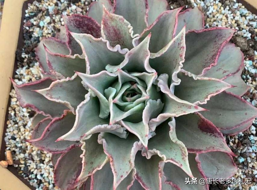 多肉饺子皮夏天,多肉饺子皮该如何养护