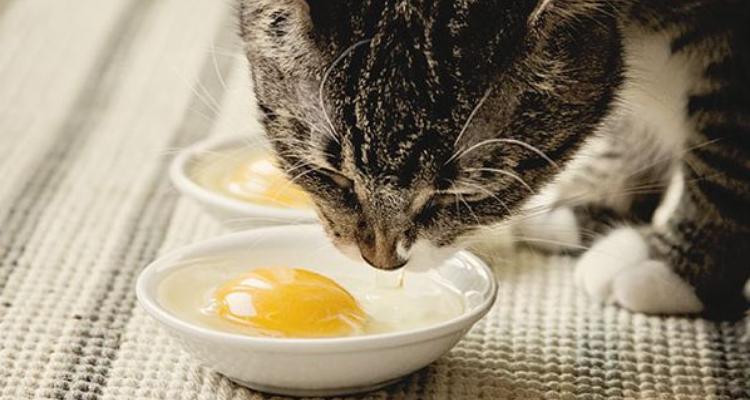 这6种食物是猫咪的最爱,这六种食物猫咪千万要少吃