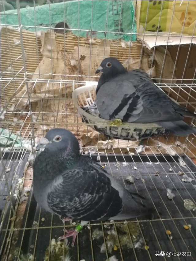 鸽子毛滴虫病诊断与防治