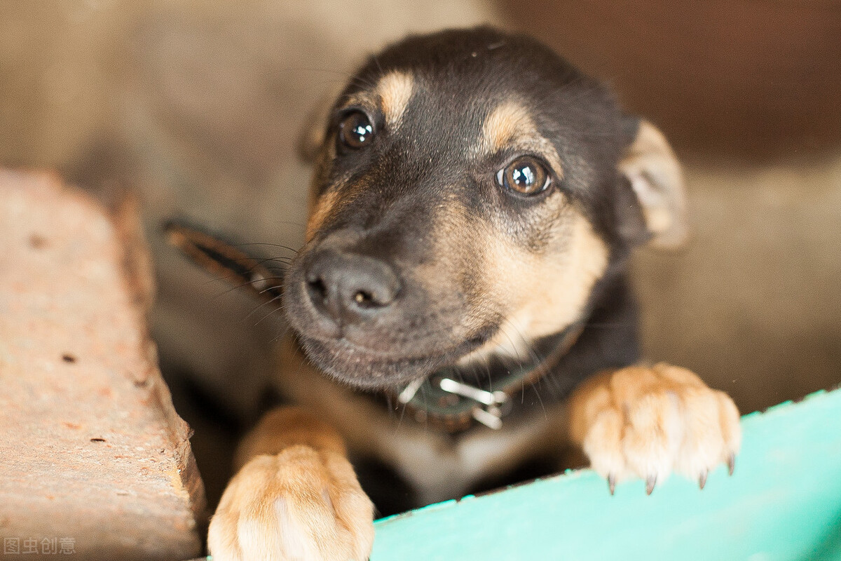 怎么纠正狗狗对陌生人热情,怎么让狗狗尽快适应新环境的方法