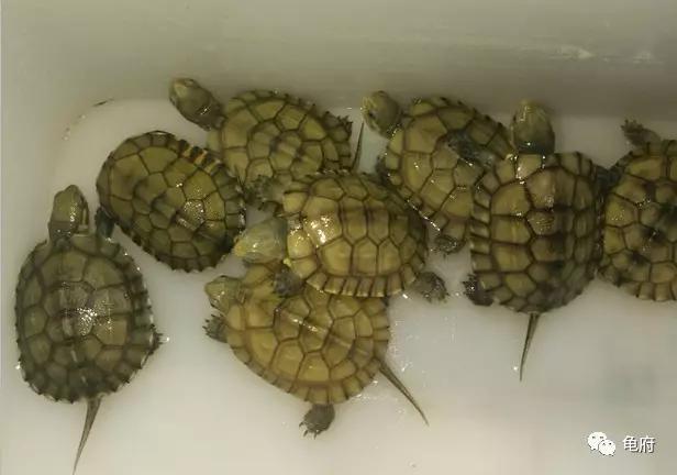 鉴赏花草模板,小青苗照片