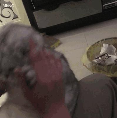 为什么现在年轻人喜欢养猫,当代年轻人不养孩子养猫