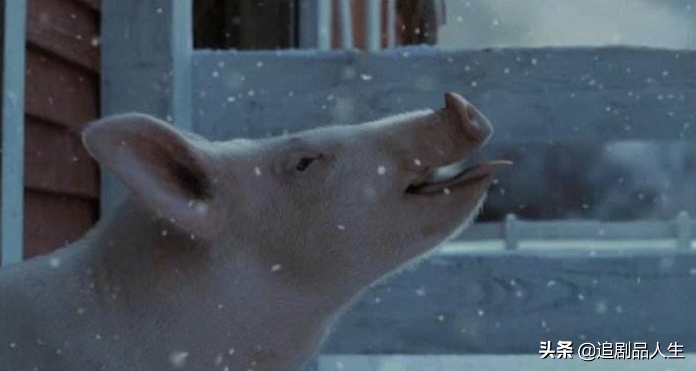 夏洛特的网教育意义,夏洛特的网的读书心得