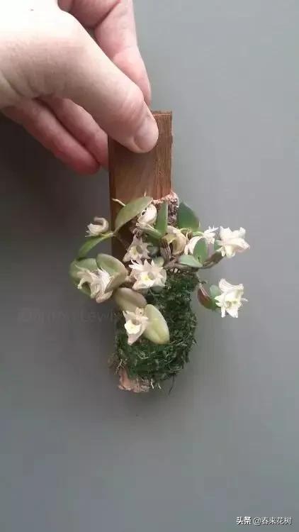 绚烂多彩的神奇植物,一种特别神奇的植物