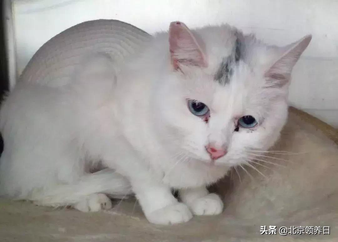 喵星人第二季,喵星人第2季免费观看