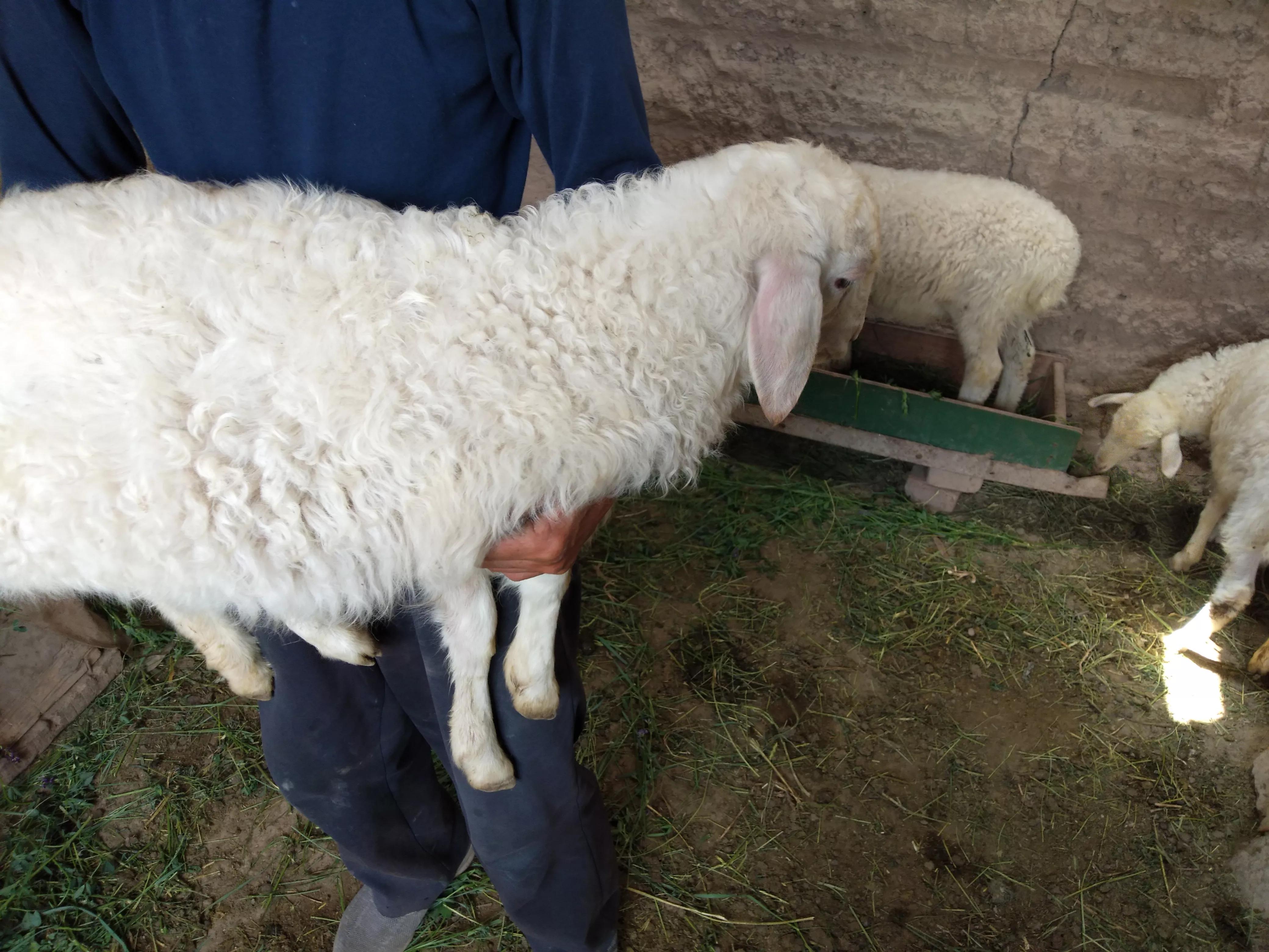 新手养羊该怎么选择,养殖羊选哪个品种