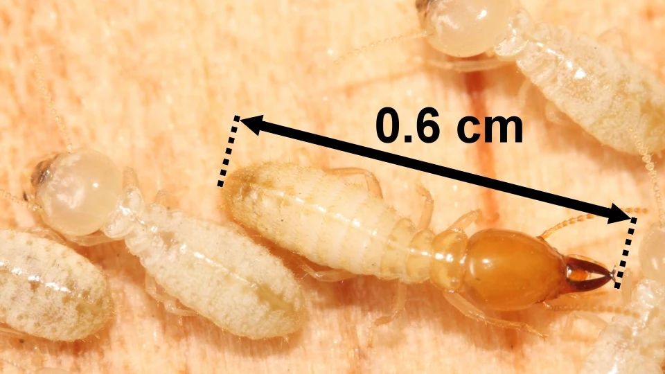雨后爆发的飞蚁,靠超强繁殖苟了2亿年却沦为“优质蛋白来源”